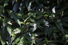 Diotacanthus albiflorus